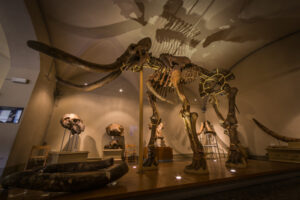 Collezione dei Mammiferi fossili - Mammuthus_meridionalis