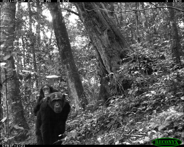 Gorilla con il piccolo (Uganda)