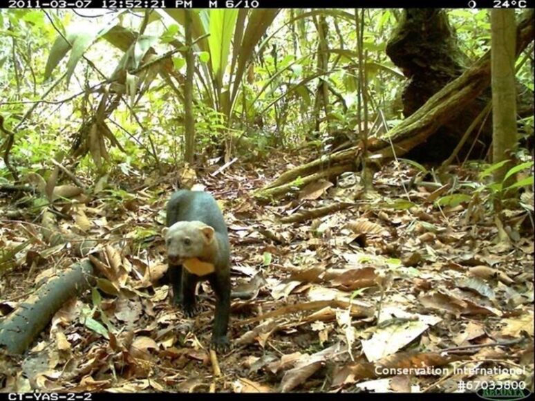 Bush dog (Ecuador)