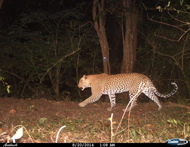 Leopardo (Tanzania)