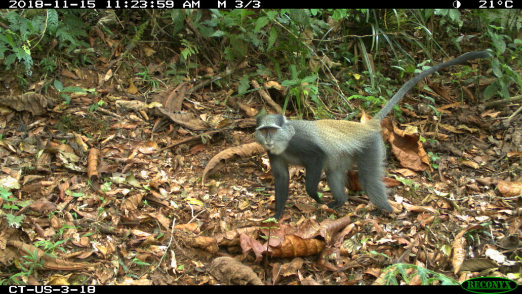 Cercopiteco di Sykes (Tanzania)