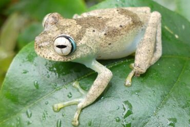 Boophis blommersae Betampona (Madagascar)