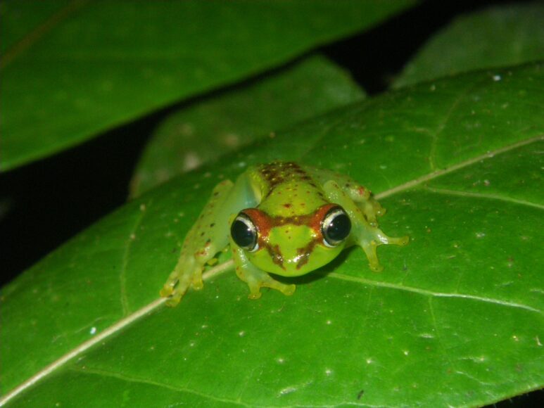 Boophis bottae Betampona (Madagascar)