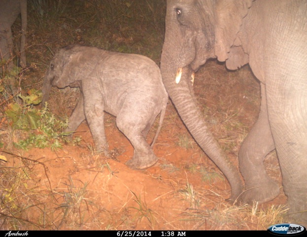 Elefanti (Tanzania)