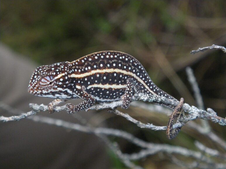 Furcifer campani Ankaratra (Madagascar)