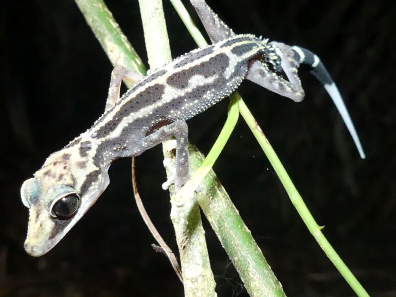 Paroedura gracilis Betampona (Madagascar)