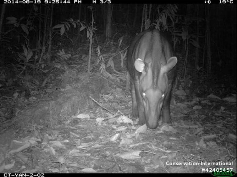 Tapiro (Brasile)