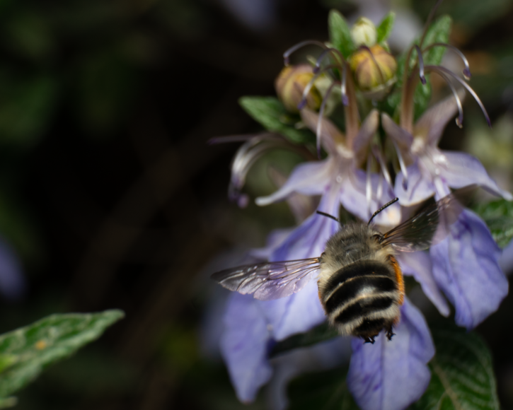 Un esemplare di Anthophora dispar 