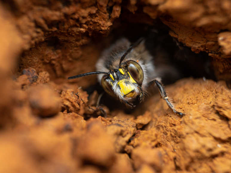 Un esemplare di Anthophora dispar 