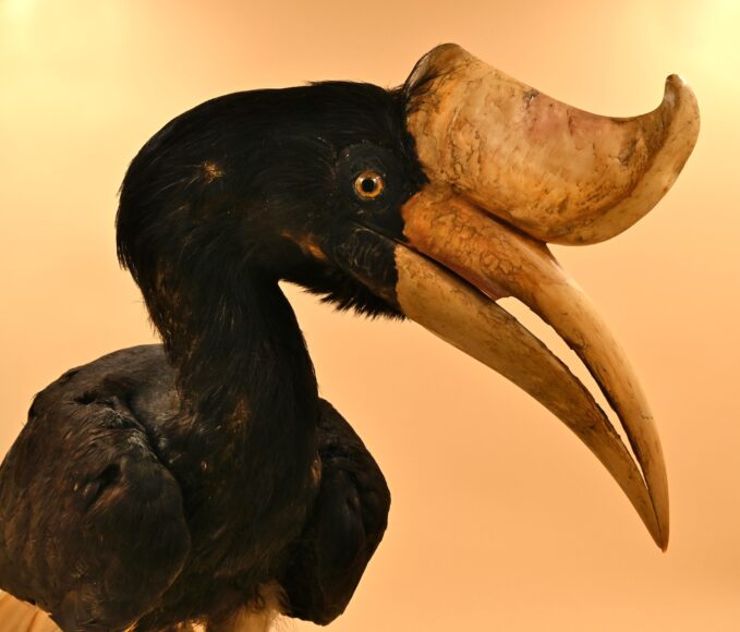 Bucero rinoceronte (Museo di Storia Naturale)