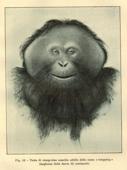 Disegno originale di Orango del Borneo dal libro 'Nelle foreste di Borneo' di Odoardo Beccari (1902)