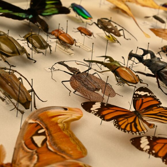 Insetti del Borneo (Museo di Storia Naturale)