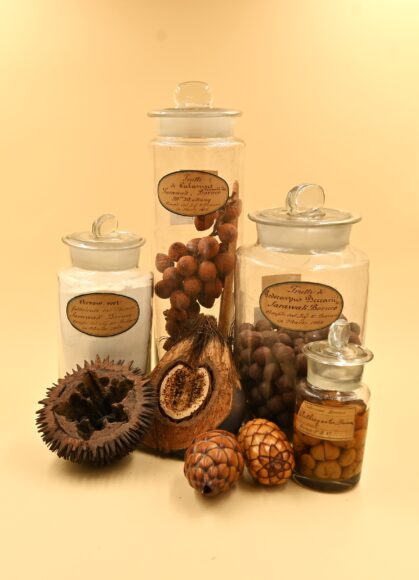 Piante e funghi del Borneo (Museo di Storia Naturale)