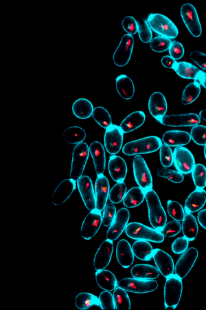 Immagine al microscopio a fluorescenza di lieviti di Saccharomyces cerevisiae dello yaghnob cresciuti su galattosio (test del funzionamento mitocondriale)