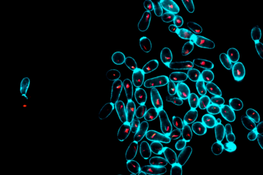 Immagine al microscopio a fluorescenza di lieviti di Saccharomyces cerevisiae dello yaghnob cresciuti su galattosio (test del funzionamento mitocondriale)